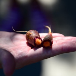 Funky-colored carrot, but oh-so-tasty/
		    