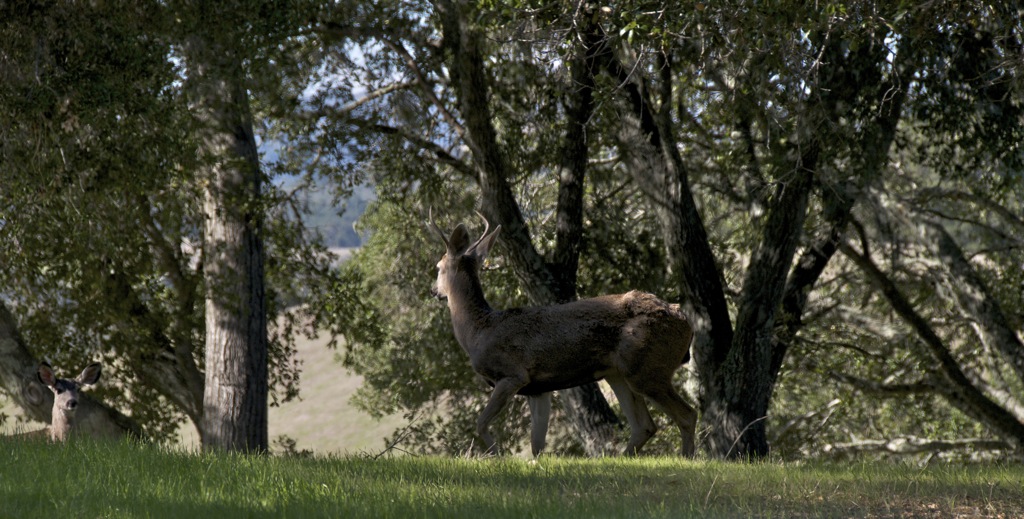 Everytime we drive to the top we have visitors/