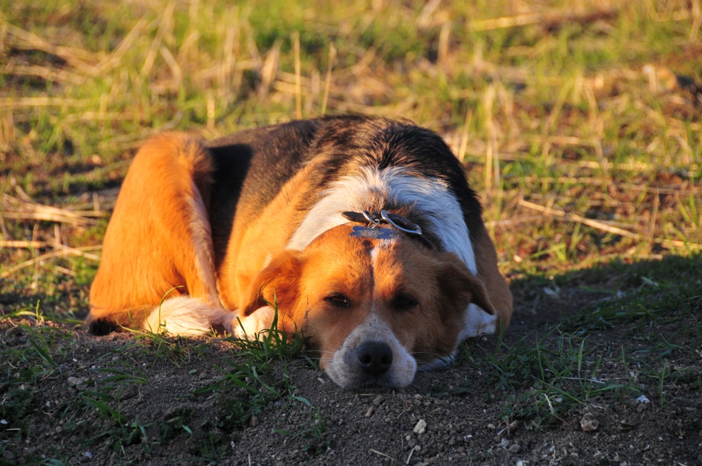 Sticky-with-grape-juice Winery dog!/