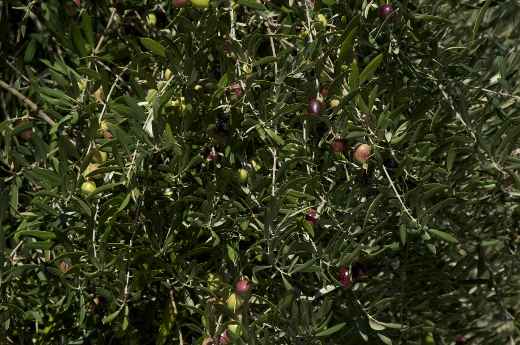 Oh the fruit of gods! In old Greece cutting an olive tree was punishable by death. I see why!/