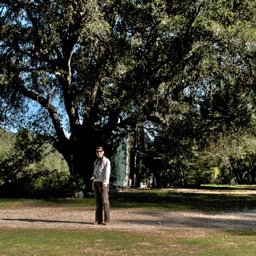 One of the giant oaks/
		    