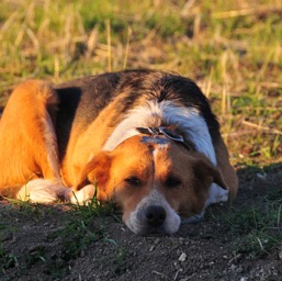 Sticky-with-grape-juice Winery dog!/
		    