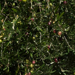 Oh the fruit of gods! In old Greece cutting an olive tree was punishable by death. I see why!/
		    