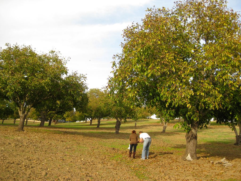 Tara fondling the walnut orchard.../