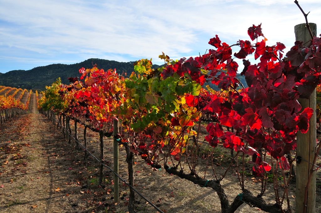 These colors are not photoshopped!/