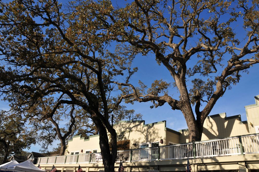 Beautiful oaks of Templeton/