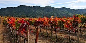 Jack Creek Cellars