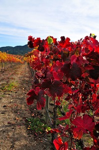 Jack Creek Cellars