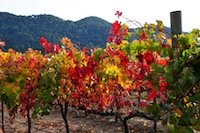 Crazy fall colors