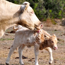 Cowlick!/
		    