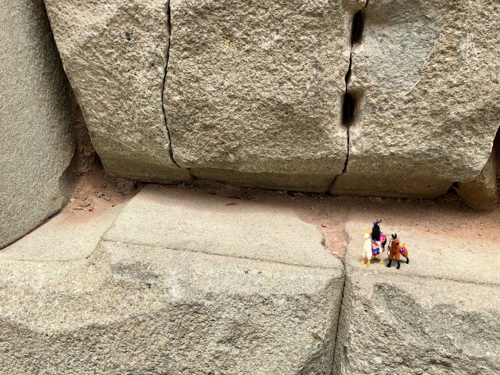 Our companion llamas for scale/