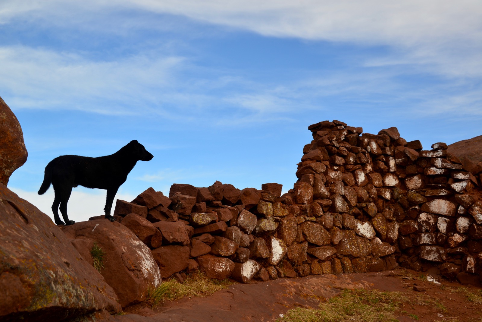 Our companion on our walk/