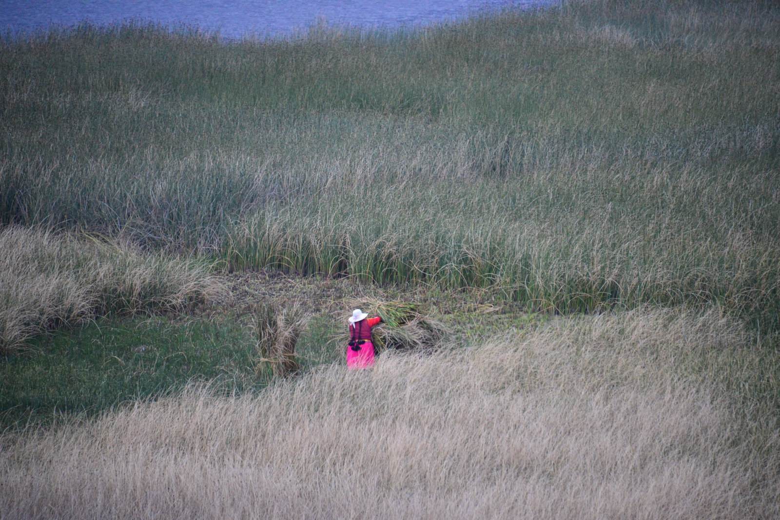 Living off the reeds/