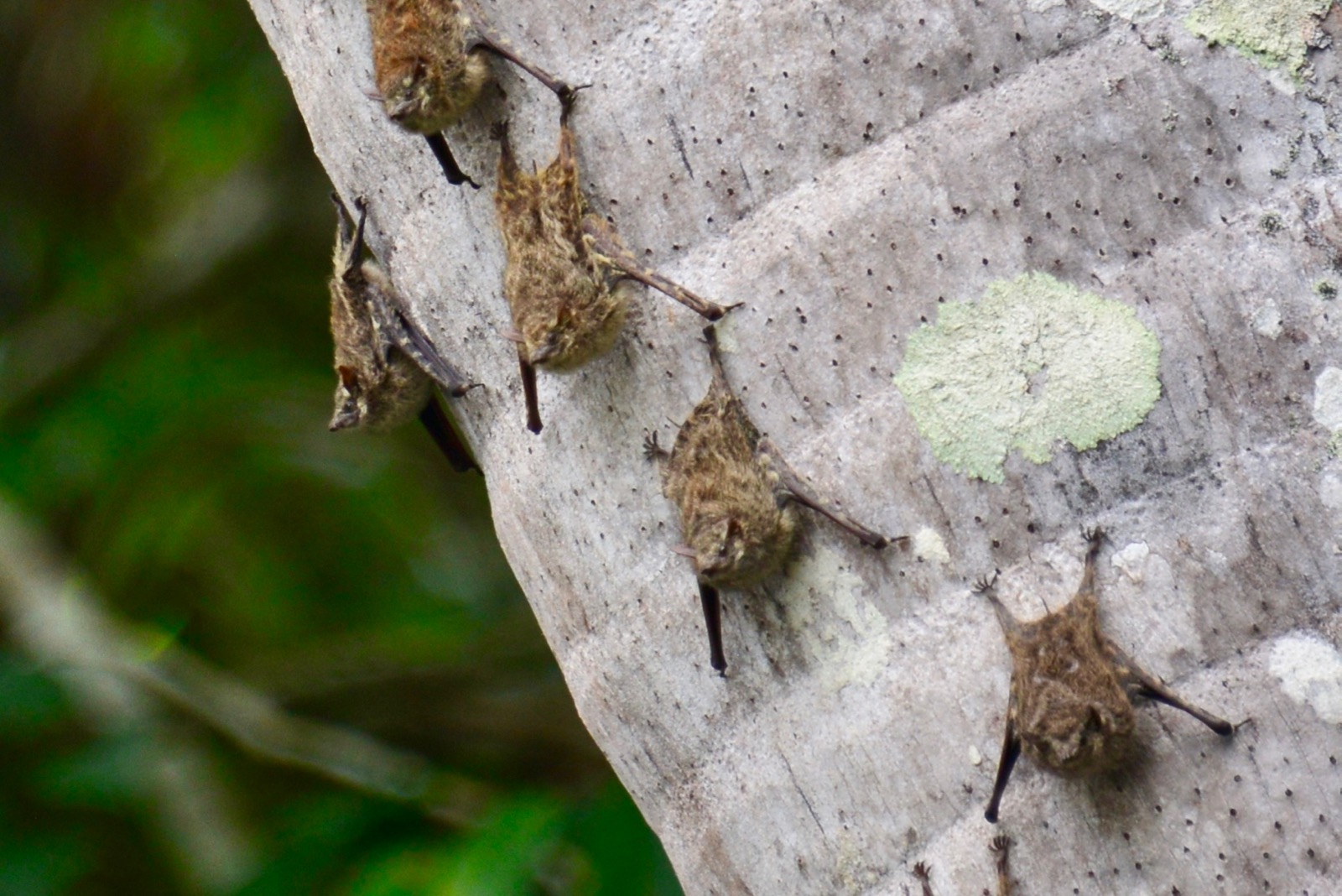 Teeny bats hanging out on the palm tree trunks/