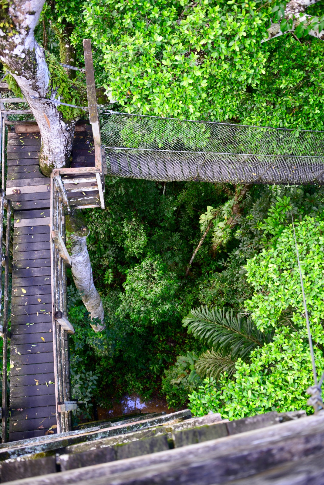 Platforms of the canopy hike/