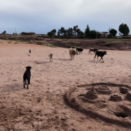 Cows running to the lake for a drink/
		    