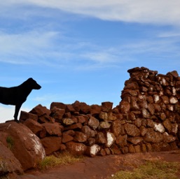 Our companion on our walk/
		    