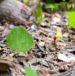 Oh the leaf-cutters!/
		    