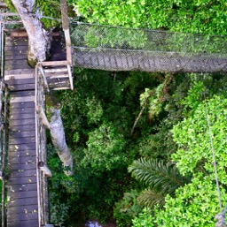 Platforms of the canopy hike/
		    