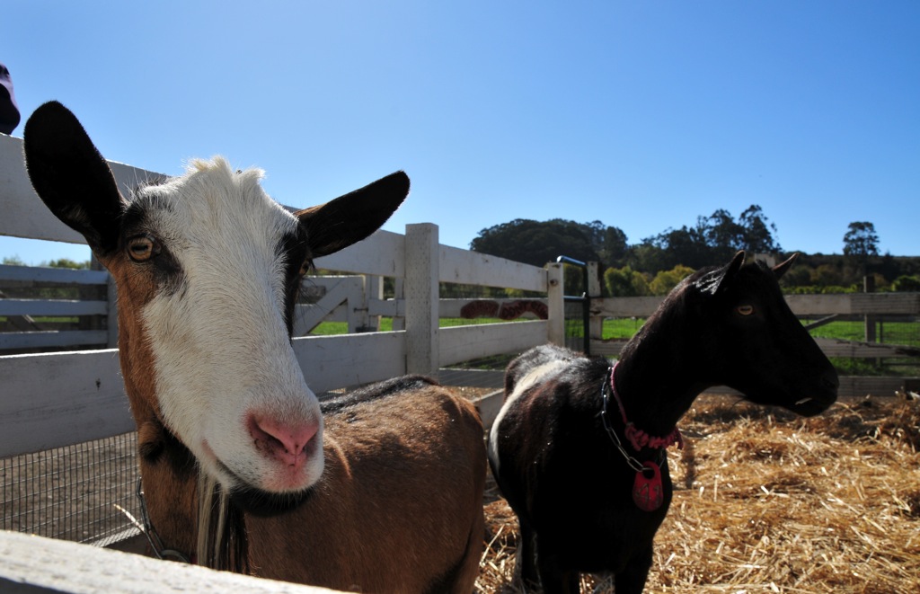These guys were on "Tourist Duty" that day.../