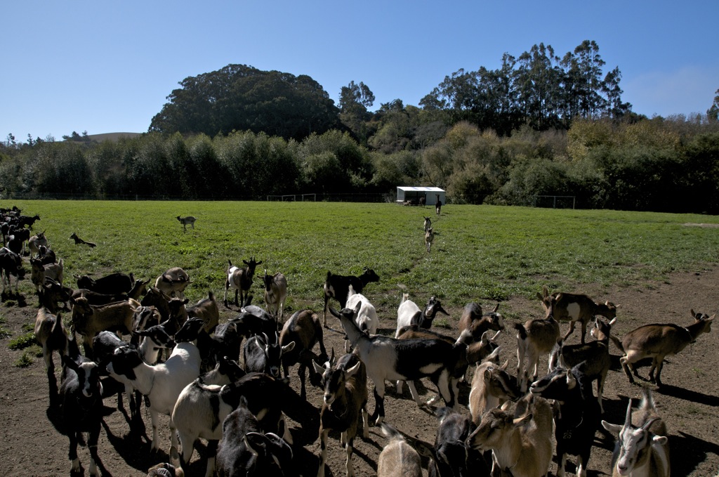 Super friendly goats ran to the fence to greet us/