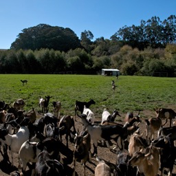 Super friendly goats ran to the fence to greet us/
		    