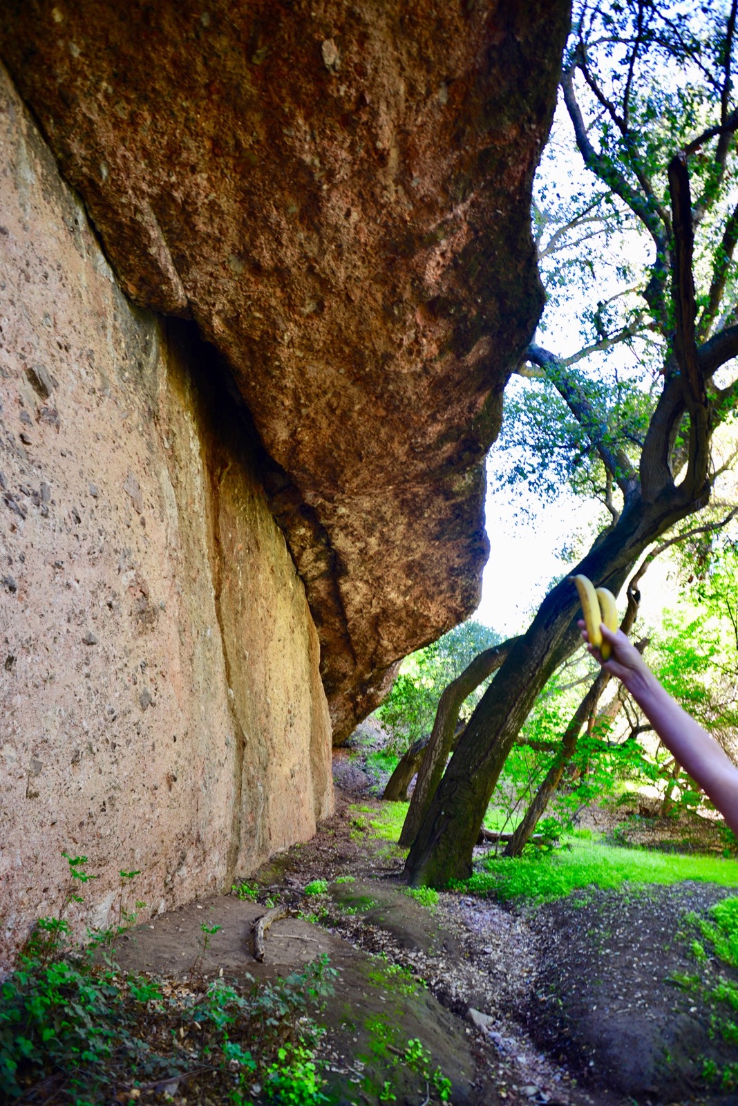 No idea what's up with the bananas/