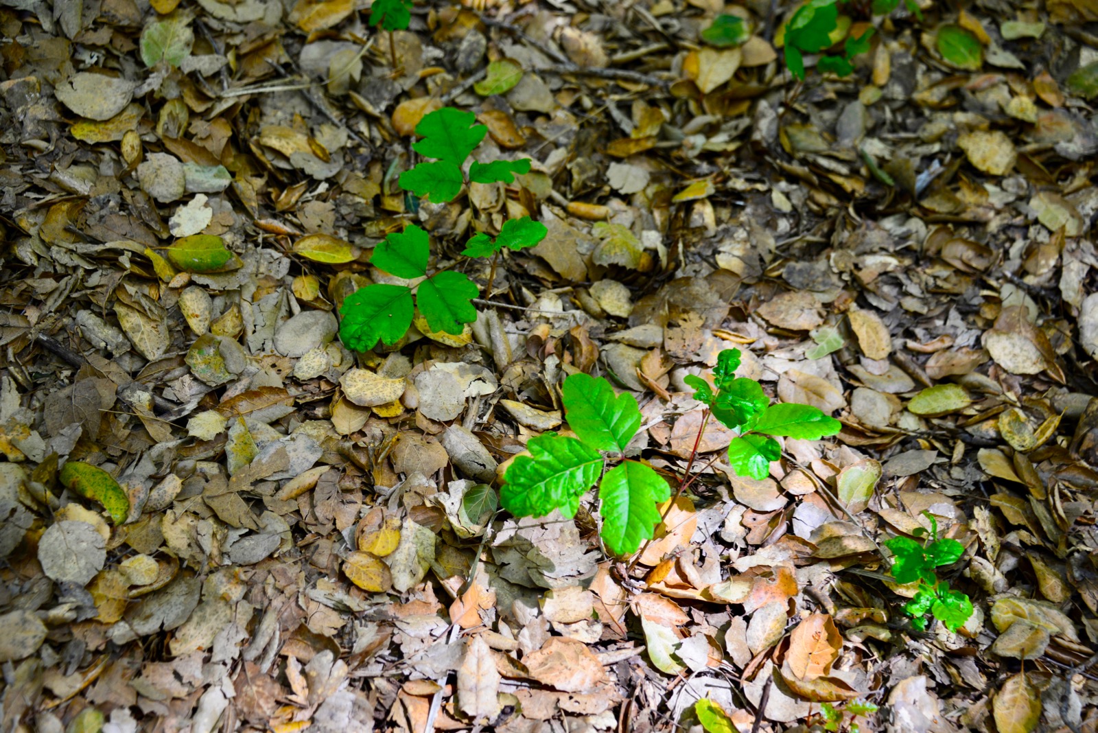 Poison oak... looks so pretty, doesn't it!/