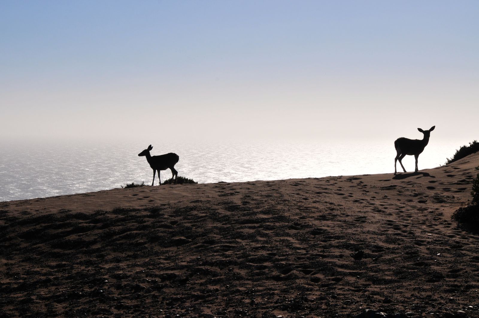 Deer enjoying the view/