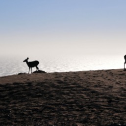 Deer enjoying the view/
		    