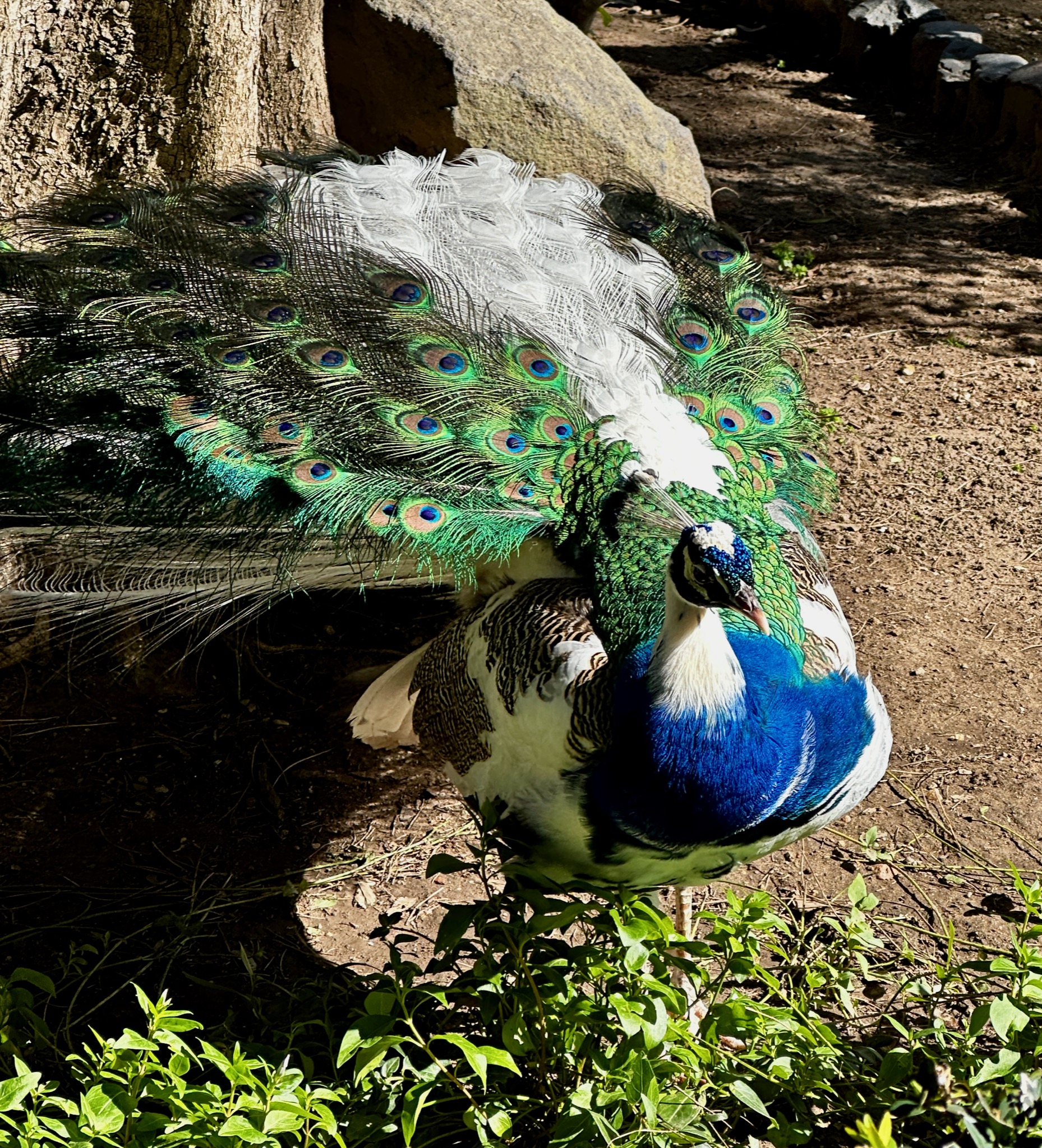 Weirdo peacock at Jardim do Castelo de São Jorge/R. das Cozinhas 2, 1100-181 Lisboa, Portugal