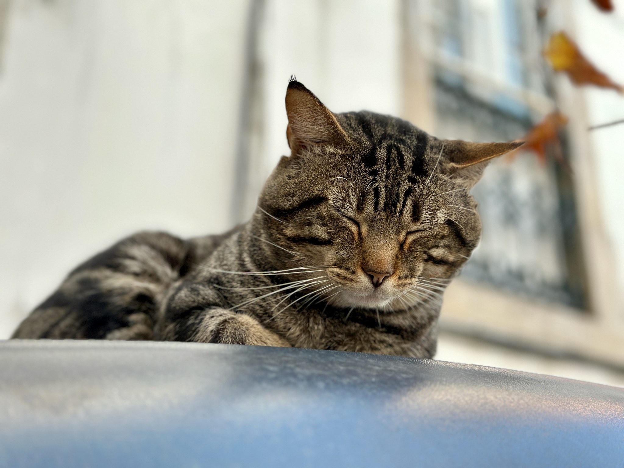 Portugues kitty... he was definitely not impressed by us/CCNH de São Miguel 10, 1100-539 Lisboa, Portugal