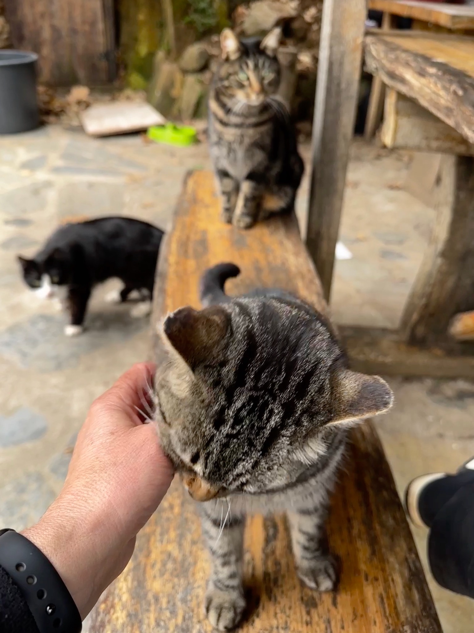 Many kitty companions at lunch in Talasnal/