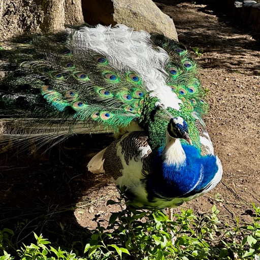 Weirdo peacock at Jardim do Castelo de São Jorge/
		    R. das Cozinhas 2, 1100-181 Lisboa, Portugal