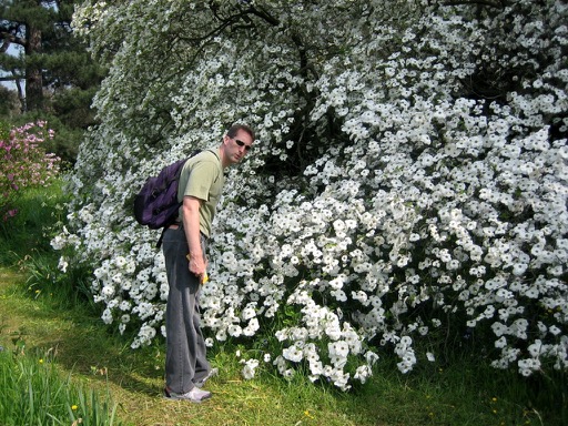 Dan & the giant Dogwood