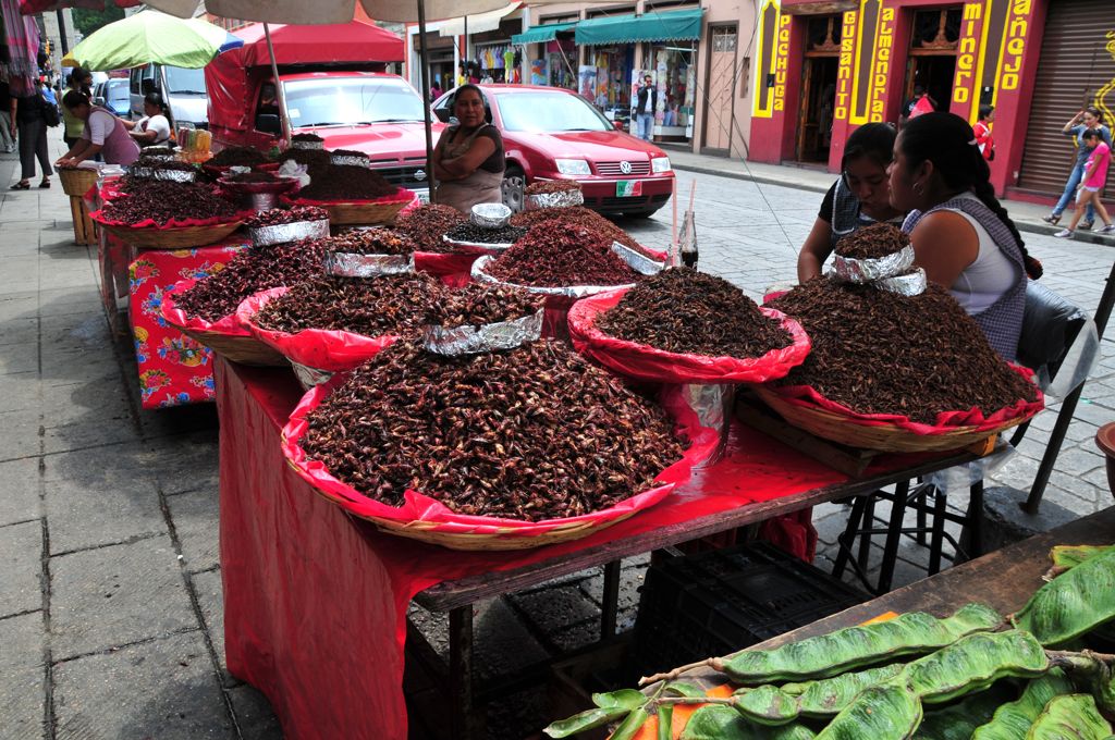 Grasshoppers of all sizes!/