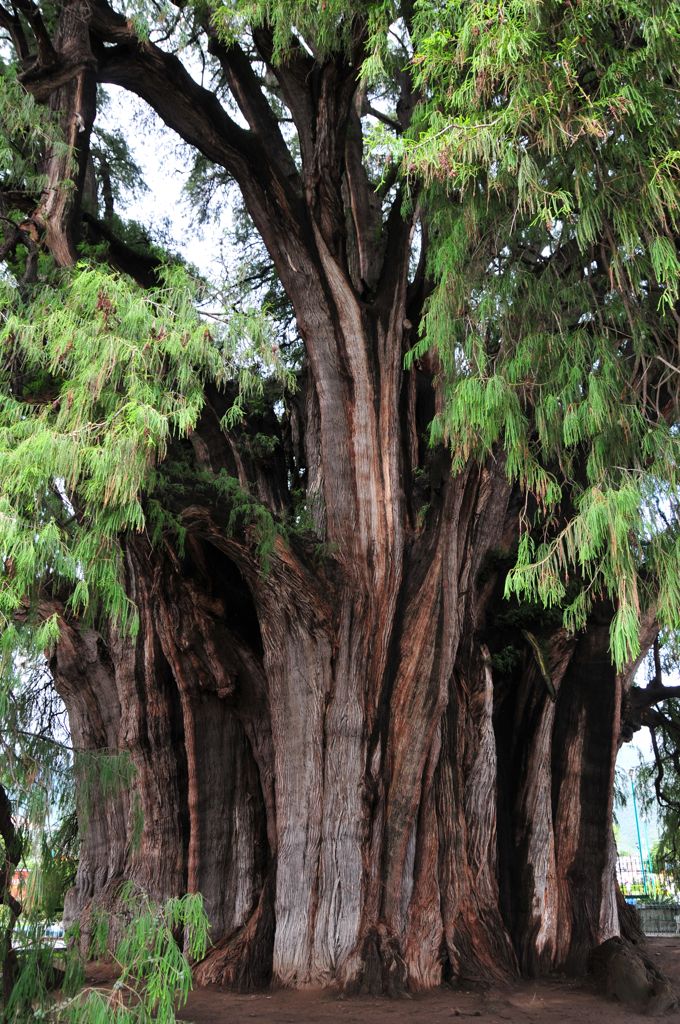 Santa María del Tule/