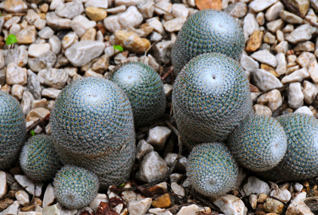 Cacti at the botanical gardens/