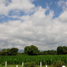 Off to Oaxaca... the road goes thru fields.../
		    