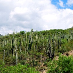 ... and a cactus jungle/
		    