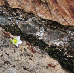 Little guy taking a flower to his lady!/
		    