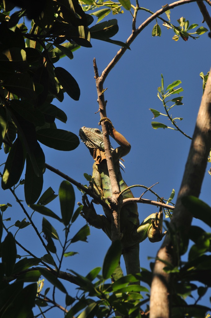 Ignacio, our house lizard/