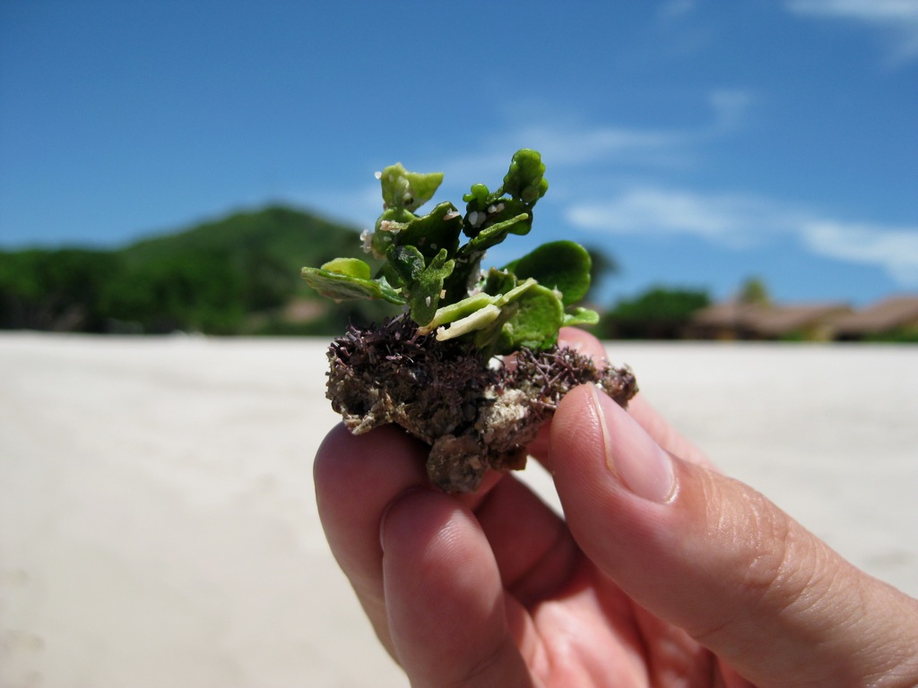 The little plant that could/