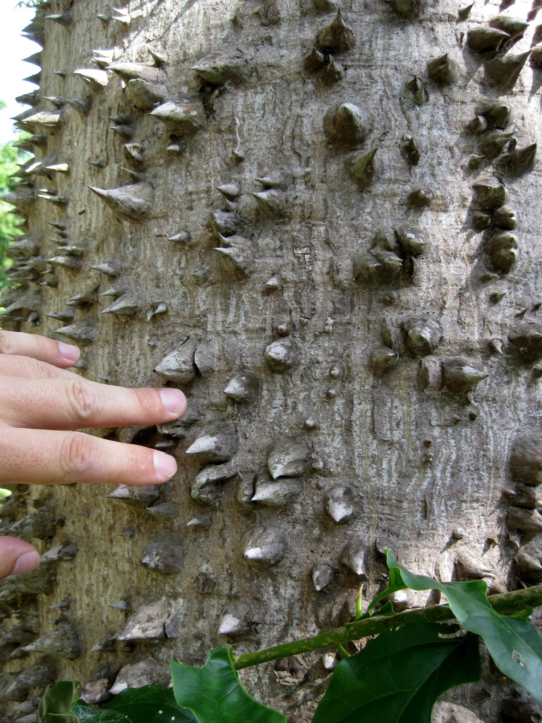 Hug-me Sandbox tree/