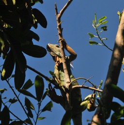 Ignacio, our house lizard/
		    