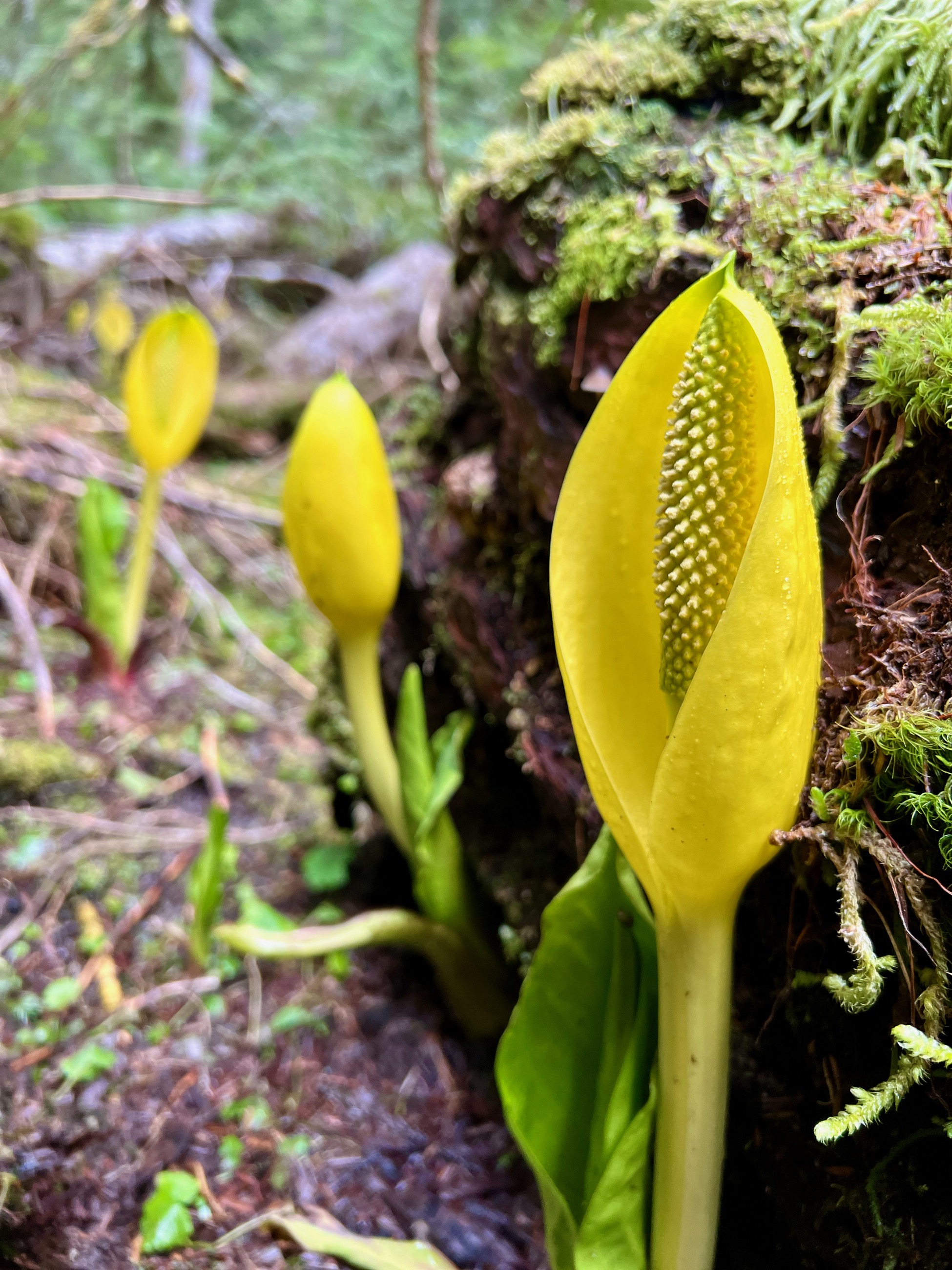 Skunk Cabbage.../