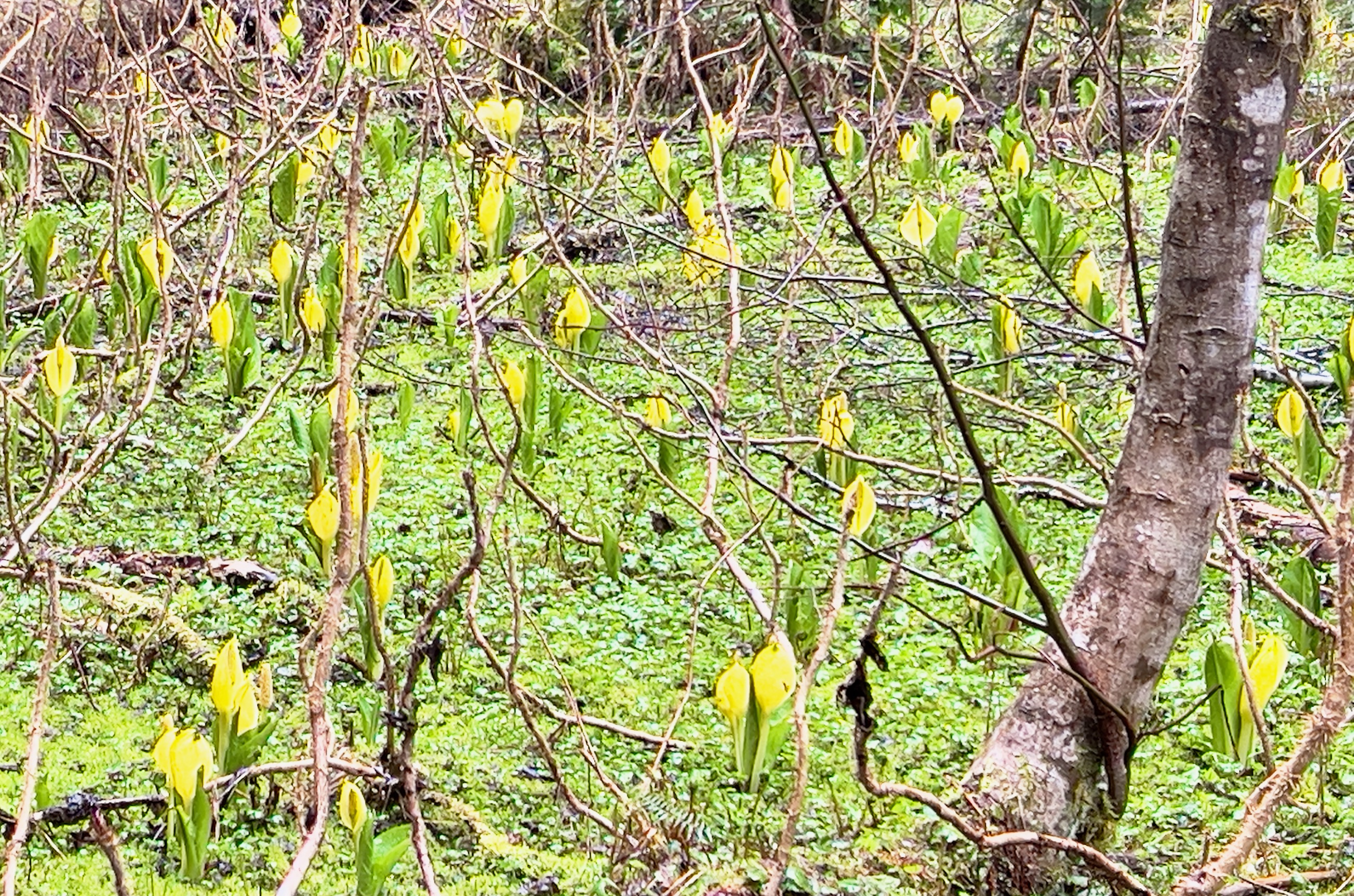 They were everywhere! (They did smell like skunks)/