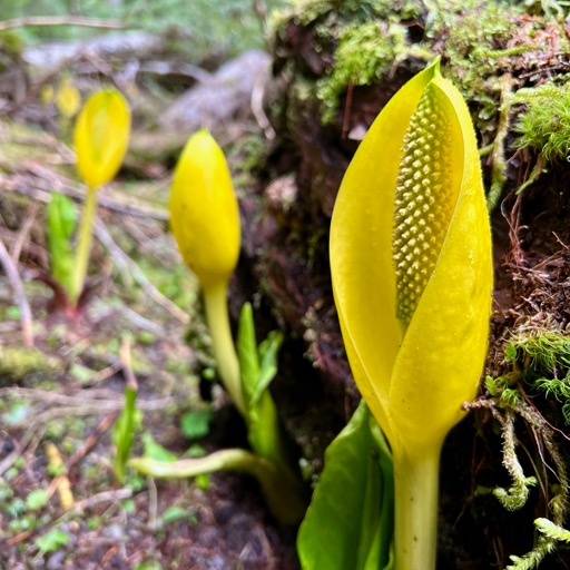 Skunk Cabbage.../
		    