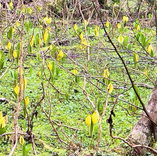 They were everywhere! (They did smell like skunks)/
		    