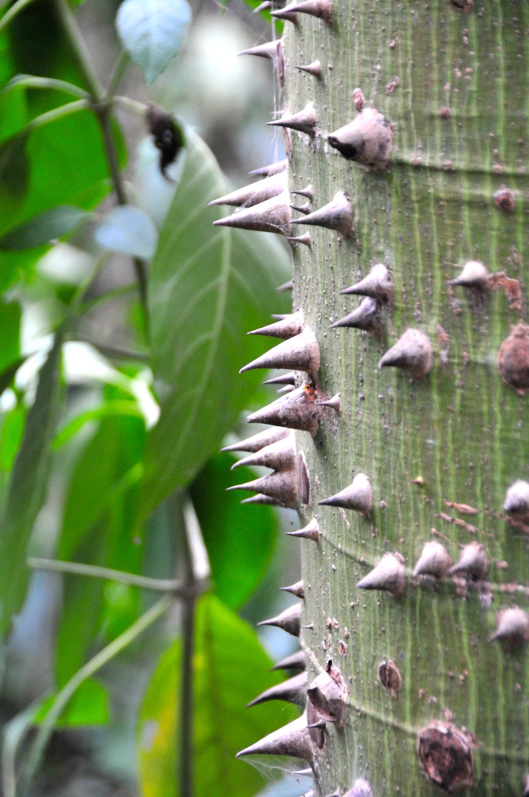 Ceiba, Mayan sacred tree/